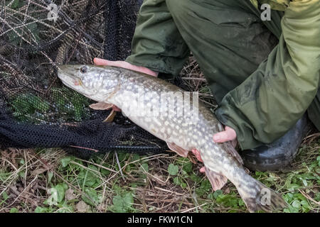 Fischer hält eine neun Pfund Hecht (Esox Lucius). Stockfoto