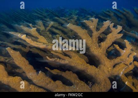 Gesunde Kolonie Elkhorn Koralle (Acropora Palmata) in der Abenddämmerung, Cancun, Mexiko Stockfoto