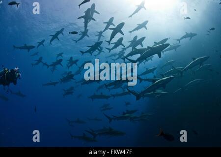 Taucher, die Annäherung an eine große Schule von seidig Haie (Carcharhinus Falciformis), Roca Partida, Revillagigedo, Mexiko Stockfoto