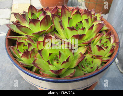 Sempervivum Topfpflanze: eine Gattung der Sukkulenten Pflanzen, die wachsen in Rosetten, auch bekannt als Hauslauch oder Henne und Hühner Stockfoto