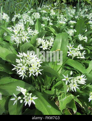 Bärlauch, Allium Ursinum, (Lösegeld), blüht im Frühjahr, wachsenden Wald inmitten der Natur. Stockfoto