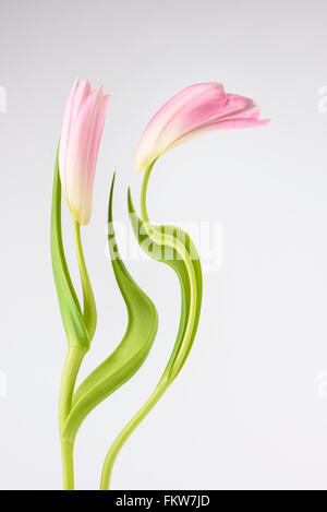 Ein digital manipulierte Foto von zwei Tulpen Blumen auf weißem Hintergrund Stockfoto