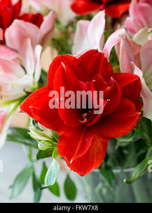Amaryllis Blumen in rot und weiche rosa Stockfoto