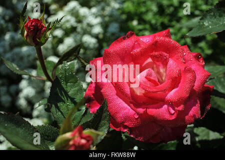 rosa Blüte rose Stockfoto