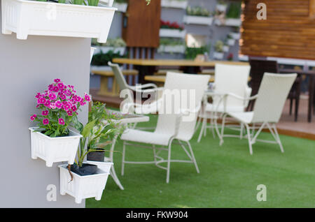 Dianthus im Topf im Coffee shop Stockfoto