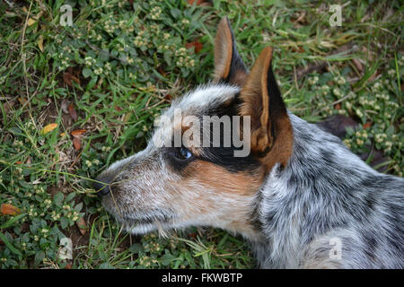 Seitenansicht der Hund auf dem Boden liegend Stockfoto