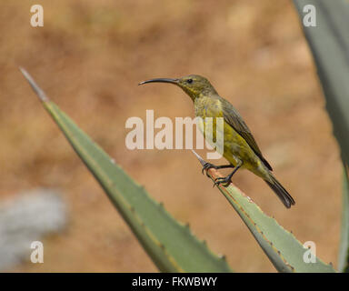 Eine weibliche Malachit Sunbird thront auf einem Aloe-Pflanze in Südafrika Stockfoto