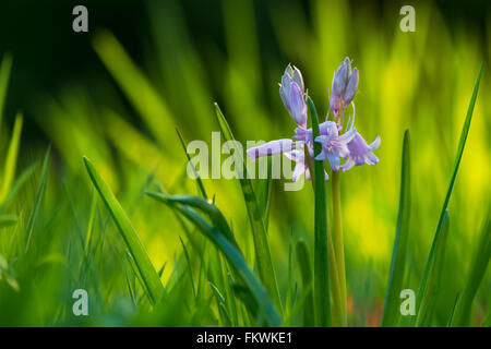 Spanisch Bluebell {Hyacinthoides Hispanica} vor lange Wiese, im weichen Abend Sonne. Frühling Blumen. Nord-Devon. April Stockfoto