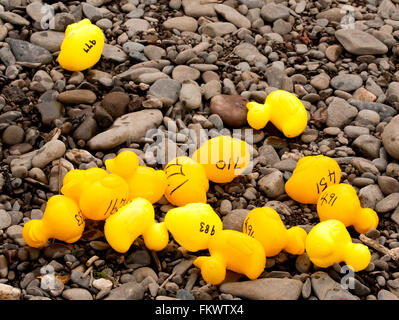 Gelbe Plastikenten links nach einem Charity-Rennen auf dem Fluss Wye bei Glasbury in Powys, Wales Stockfoto