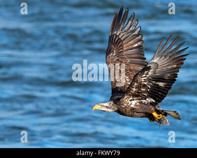 Juvenile kahlen Adler im Flug mit Fisch Stockfoto