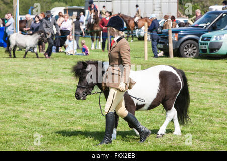 Bei Cothi Brücke Landwirtschaft zeigen Pferd und Pony, in der Nähe von Llandeilo,Carmarthenshire,Wales,U.K. Stockfoto