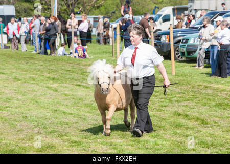 Bei Cothi Brücke Landwirtschaft zeigen Pferd und Pony, in der Nähe von Llandeilo,Carmarthenshire,Wales,U.K. Stockfoto