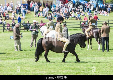 Bei Cothi Brücke Landwirtschaft zeigen Pferd und Pony, in der Nähe von Llandeilo,Carmarthenshire,Wales,U.K. Stockfoto