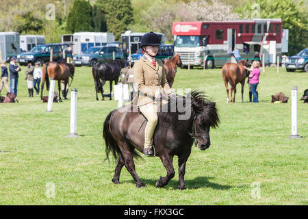 Bei Cothi Brücke Landwirtschaft zeigen Pferd und Pony, in der Nähe von Llandeilo,Carmarthenshire,Wales,U.K. Stockfoto