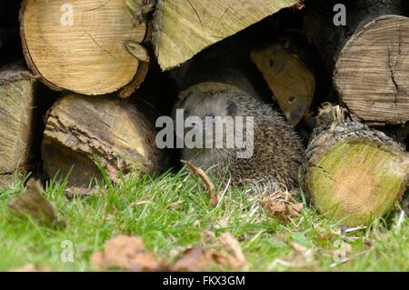 Westliche Europäische Igel (Erinaceus Europaeus) geht zurück auf seinen Schutz unter Protokolle im Stadtgarten Stockfoto