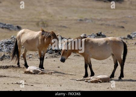 Przewalski-Pferd - mongolische Wildpferd (Equus Przewalskii) Herde ruht auf dem Causse Méjean im Sommer Cevennen - Frankreich Stockfoto