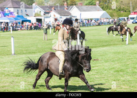 Bei Cothi Brücke Landwirtschaft zeigen Pferd und Pony, in der Nähe von Llandeilo,Carmarthenshire,Wales,U.K. Stockfoto