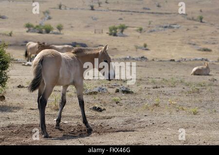 Przewalski-Pferd - mongolische Wildpferd (Equus Przewalskii) Herde ruht auf dem Causse Méjean im Sommer Cevennen - Frankreich Stockfoto