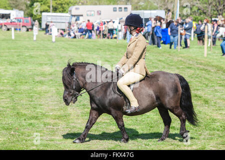 Bei Cothi Brücke Landwirtschaft zeigen Pferd und Pony, in der Nähe von Llandeilo,Carmarthenshire,Wales,U.K. Stockfoto