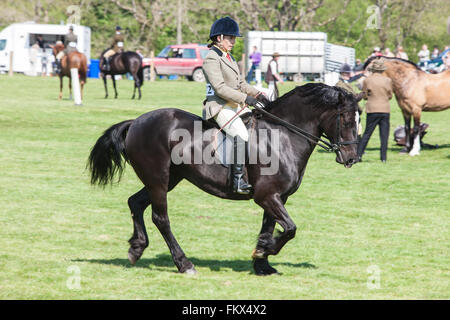 Bei Cothi Brücke Landwirtschaft zeigen Pferd und Pony, in der Nähe von Llandeilo,Carmarthenshire,Wales,U.K. Stockfoto