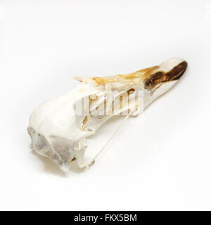 Schädel von einem gemeinsamen Eiderente auf weißem Hintergrund. Stockfoto