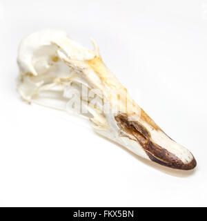 Schädel von einem gemeinsamen Eiderente auf weißem Hintergrund. Stockfoto