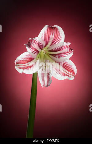 Weiße Amaryllis-Blüte mit roten Streifen. Natürliche blühende Blume Blüte. Hippeastrum isoliert auf rotem Hintergrund. Feier Stockfoto