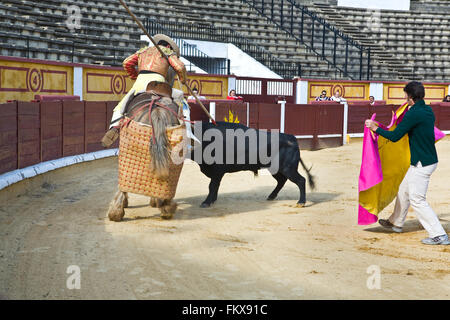 BADAJOZ, Spanien, Mai 11: Training hinter verschlossenen Türen am 11. Mai 2010 in Badajoz, Spanien Stierkampf.  Der Lancer Verwundung des Stiers Stockfoto