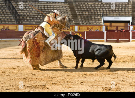 Badajoz, Spanien - Mai 11: Training hinter verschlossenen Türen am 11. Mai 2010 in Badajoz, Spanien Stierkampf. Der Lancer Verwundung des Stiers Stockfoto