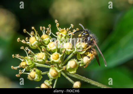 Eine gemeinsame Wespe {Vespula Vulgaris} Fütterung auf die späten blühenden Efeu Blüten im Oktober. Nottingham. Stockfoto