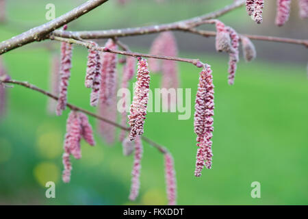 Corylus Maxima "Red Filbert". Hazel Kätzchen Stockfoto