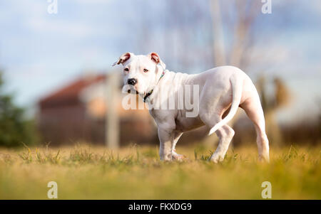 Komplett weiß amerikanischer Staffordshire-Terrier Welpen Stockfoto