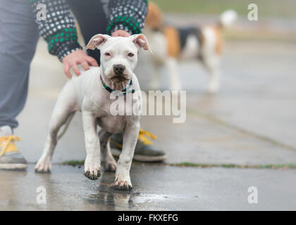 Spielen mit American Staffordshire Terrier Welpen an regnerischen Tag Stockfoto