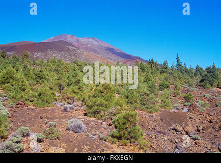 Kanarische Kiefernwald und alten Krater des Teide Gipfel. Teide-Nationalpark, Insel, Kanaren, Teneriffa. Stockfoto