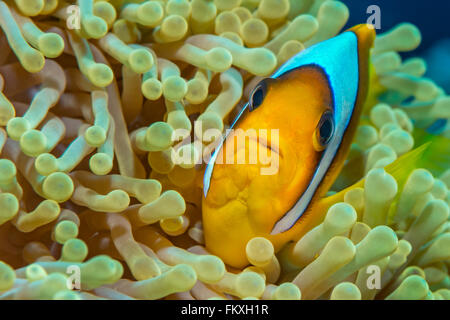 Ein Rotes Meer Anemonenfische {Amphiprion Bicinctus} vor der Kamera in einer prächtigen Anemone {Heteractis Magnifica}. Rotes Meer, Egy Stockfoto