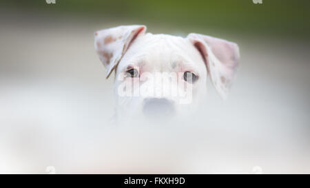 White American Staffordshire Terrier Welpen Stockfoto