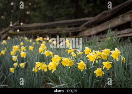 Frische Frühlingsluft Narzissen vor, eine alte Split Zaun oben. Stockfoto