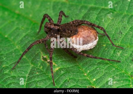 Wolf Spinne / entdeckt Wolfspinne (Pardosa Amentata) weibliche tragen Ei Sac Stockfoto