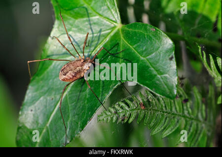 Frühling Harvestman / Pale gesattelt Harvestman (Platybunus Triangularis / Rilaena Triangularis / Opilio Triangularis) auf Efeublatt Stockfoto