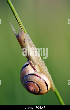 Hain-Schnecke / braun-lippige Schnecke (Bänderschnecken Nemoralis) klettern am Stiel in der Wiese Stockfoto