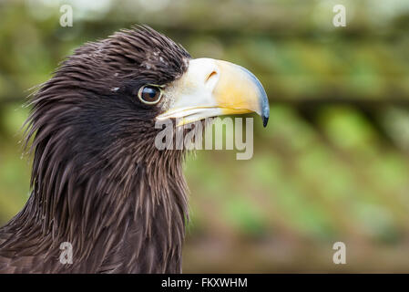 Steller der Seeadler {Haliaeetus Pelagicus} Kopf im Profil anzeigen. Gefangene Tier. UK, März Stockfoto