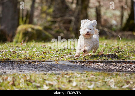Havaneser Hund läuft auf dem Rasen im Park im Frühling Stockfoto