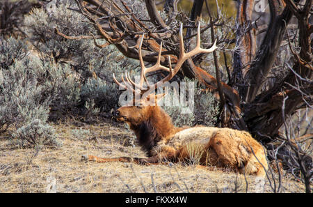 Großen Montana Stier Elch Festlegung im Yellowstone National Park. Stockfoto