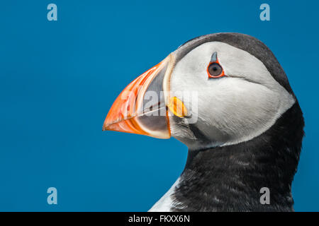 Seite auf Nahaufnahme der Papageientaucher {Fratercula Arctica} Kopf in die Farne Islands, Mai. Stockfoto