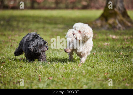 Schwarz-weiße Havaneser Hunde spielen auf dem Rasen eines Parks Stockfoto
