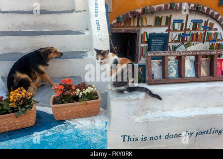 Oia, Santorini, Katze und Hund, Blick auf die Straße, Buchhandlung Atlantis Griechenland Stockfoto