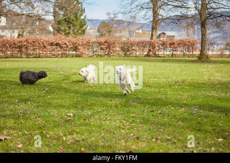 Hunde laufen und Spaß auf dem grünen Rasen im Park im Frühling Stockfoto