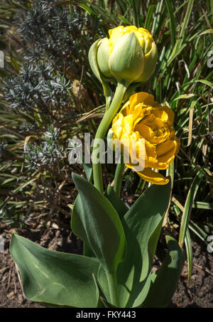 Zwei gefüllte gelbe Tulpen im Sonnenlicht in einem Garten Stockfoto