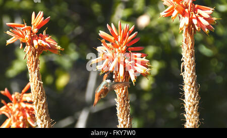 Herrliche Kolibri und rote Blume, Foto in Los Angeles Stockfoto