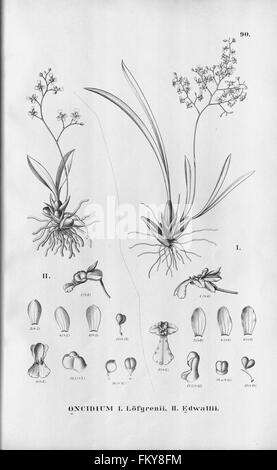 Flora Brasiliensis, Enumeratio Plantarum in Brasilia Hactenus Detectarum (Tab. 90) Stockfoto